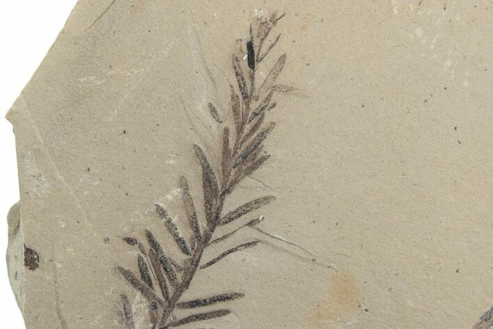 Dawn Redwood (Metasequoia) Fossil - Montana #378235